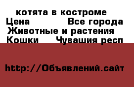 котята в костроме › Цена ­ 2 000 - Все города Животные и растения » Кошки   . Чувашия респ.